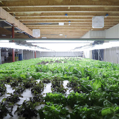 Bootstrap Farmer Deep Water Culture (DWC) Kit - Green Vista Living
