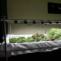Bootstrap Farmer Deep Water Culture (DWC) Kit - Green Vista Living