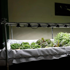 Bootstrap Farmer Deep Water Culture (DWC) Kit - Green Vista Living
