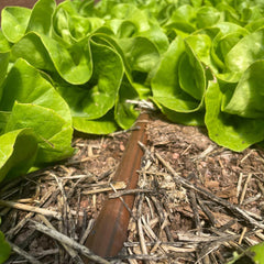 Bootstrap Farmer Greenhouse Drip Irrigation Kit - Green Vista Living