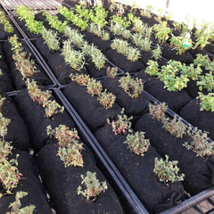 Bootstrap Farmer Varden™ Soil-Filled Vardensok - Green Vista Living