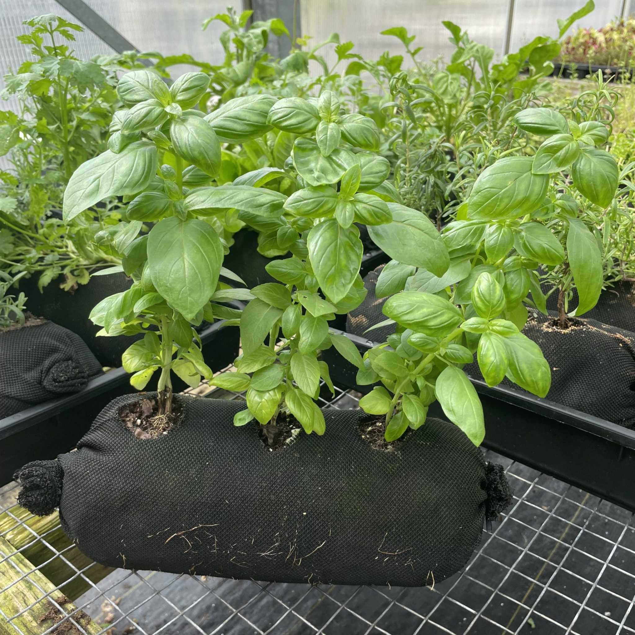 Bootstrap Farmer Varden™ Soil-Filled Vardensok - Green Vista Living