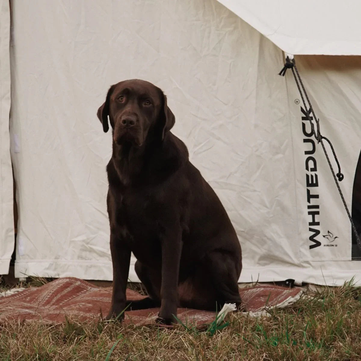 Avalon Bell Tent - Green Vista Living