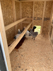 Large Chicken Coop - Up to 15 Chickens