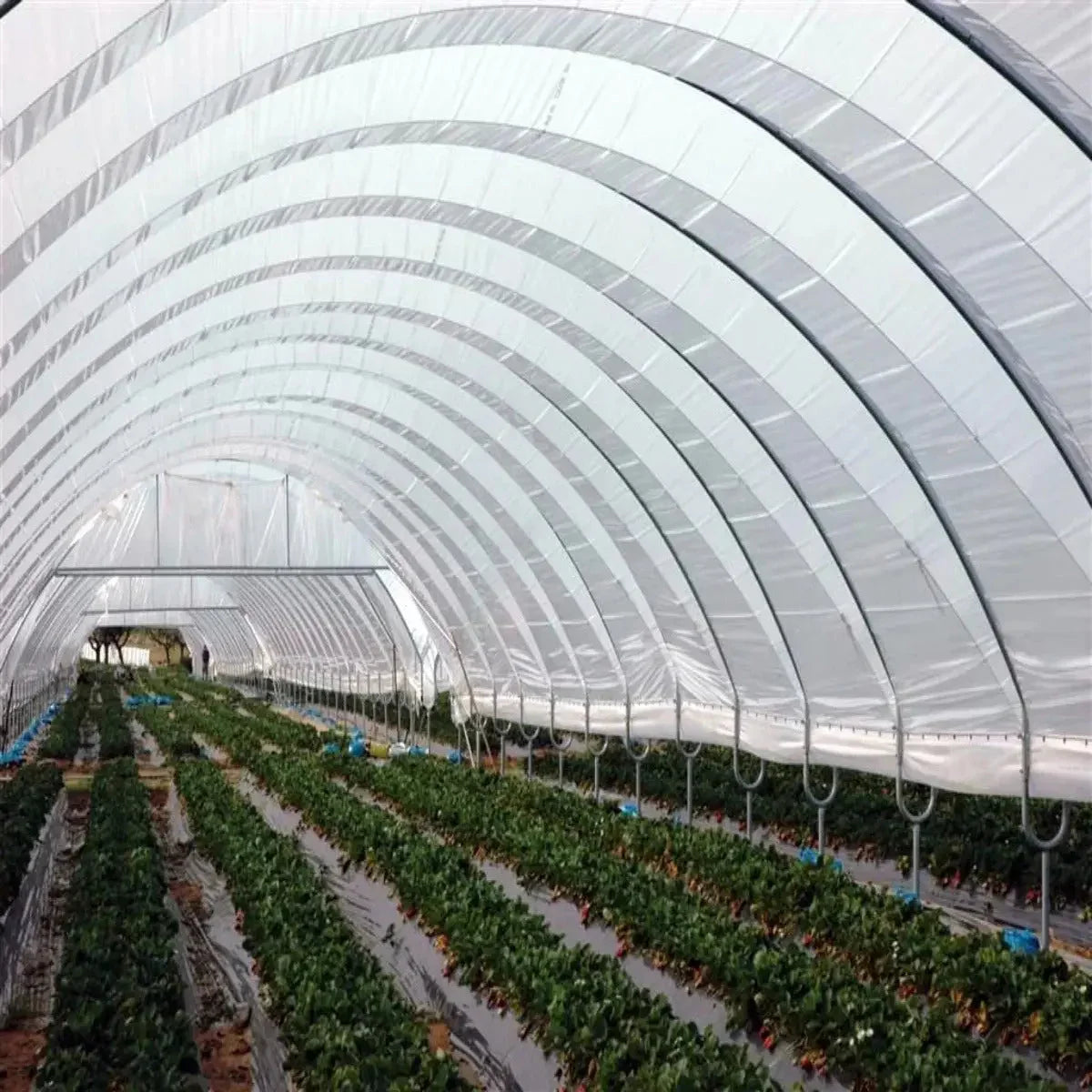 Bootstrap Farmer Greenhouse Woven Plastic 8 mil- Solarig 156 - Green Vista Living