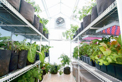 Solexx Garden Master Greenhouse - Green Vista Living