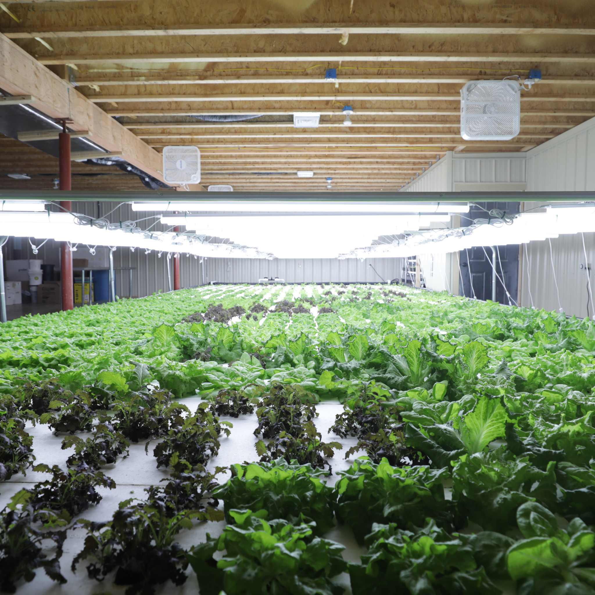 Bootstrap Farmer Deep Water Culture (DWC) Kit - Green Vista Living