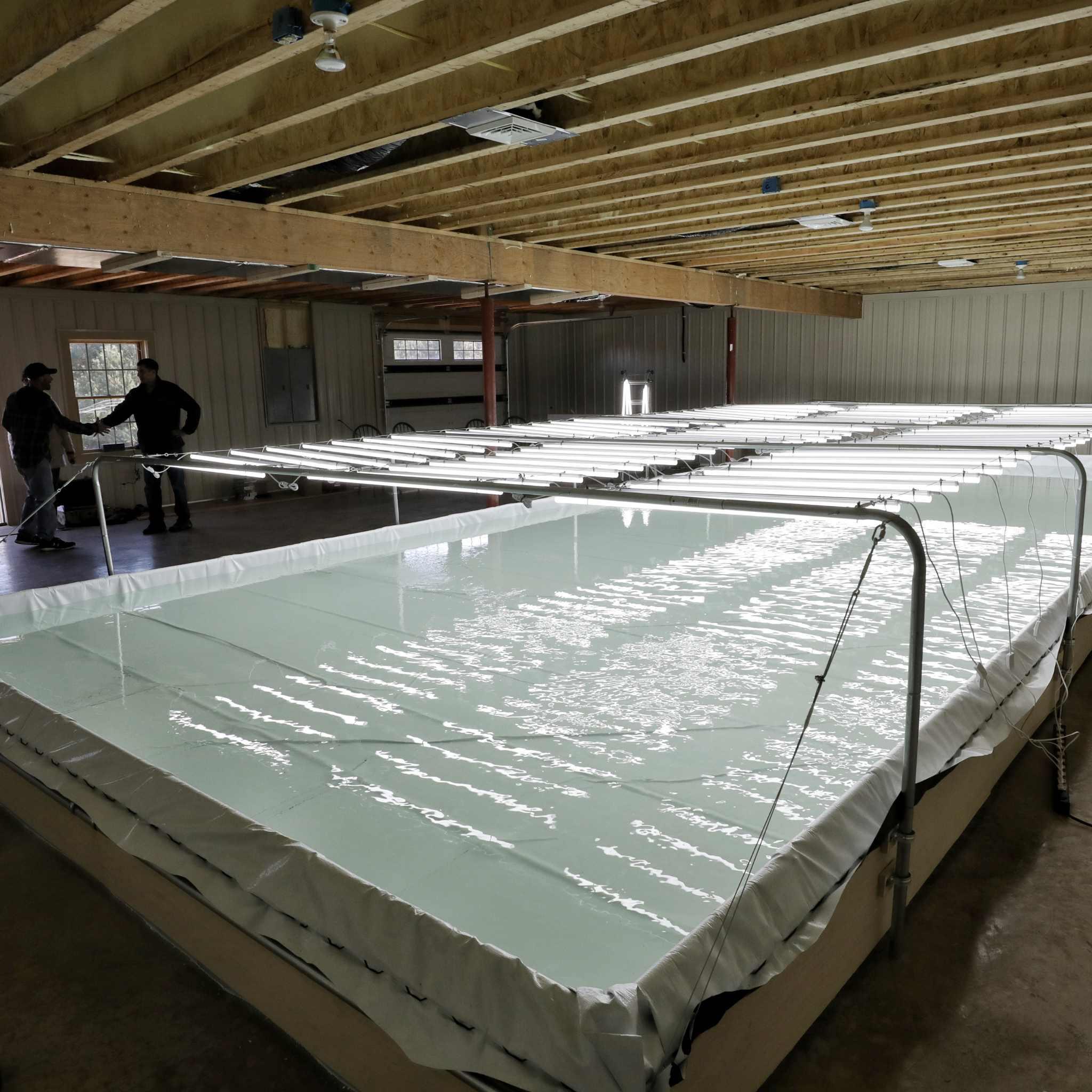 Bootstrap Farmer Deep Water Culture (DWC) Kit - Green Vista Living