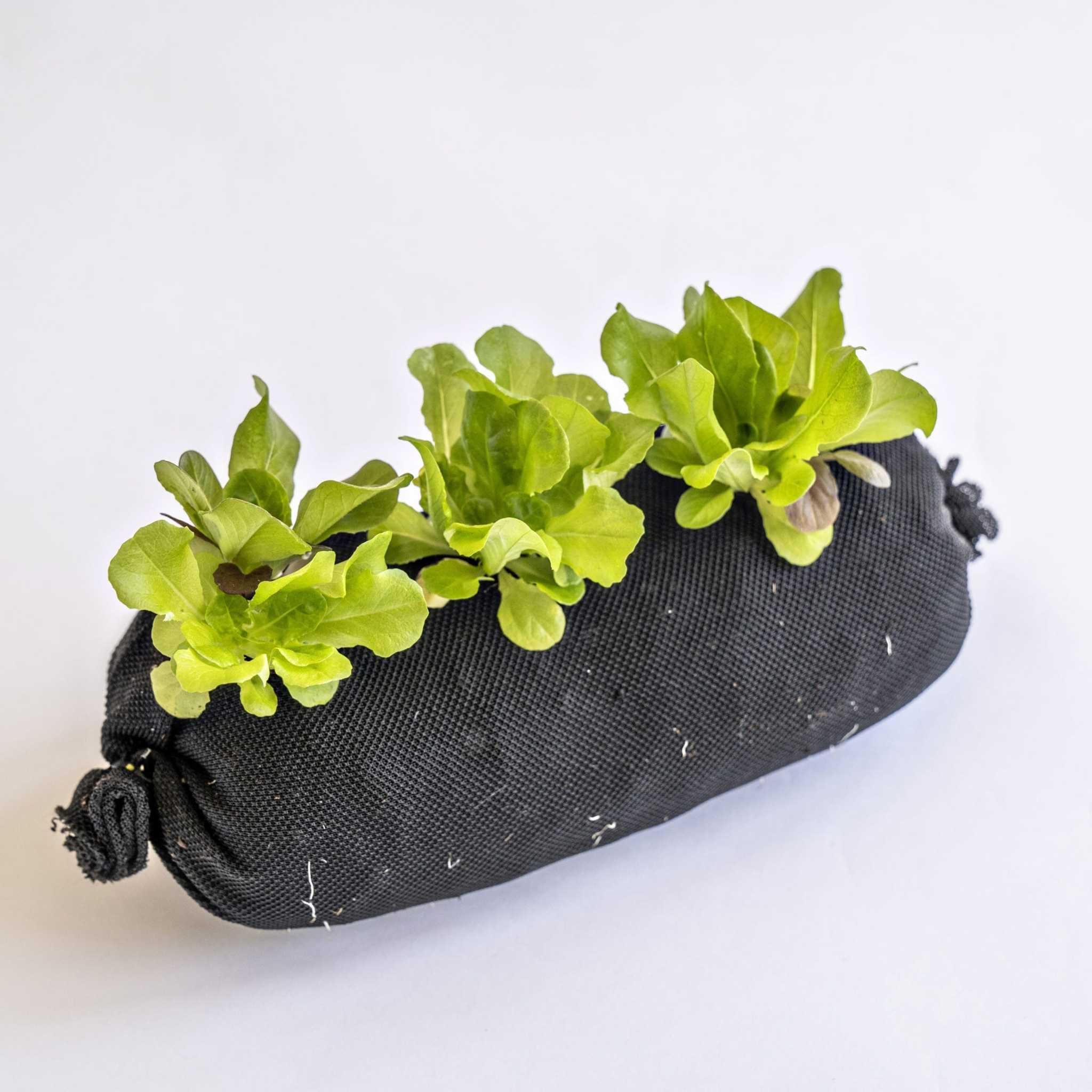Bootstrap Farmer Varden™ Soil-Filled Vardensok - Green Vista Living